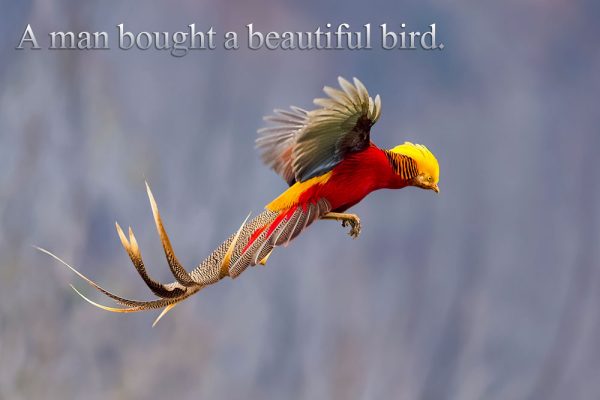 A man bought a beautiful bird.